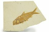 Detailed Fossil Fish (Knightia) - Wyoming #369411-1